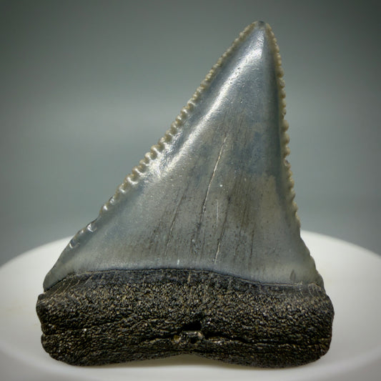 Front View Dark Colors, sharply serrated 1.54" Fossil Great White Tooth for Sale GW1286