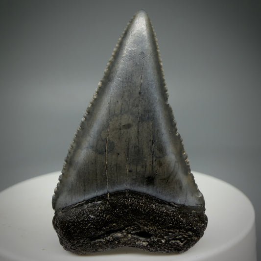 Front View Dark Colors, sharply serrated 1.68" Fossil Great White Tooth for Sale GW1285