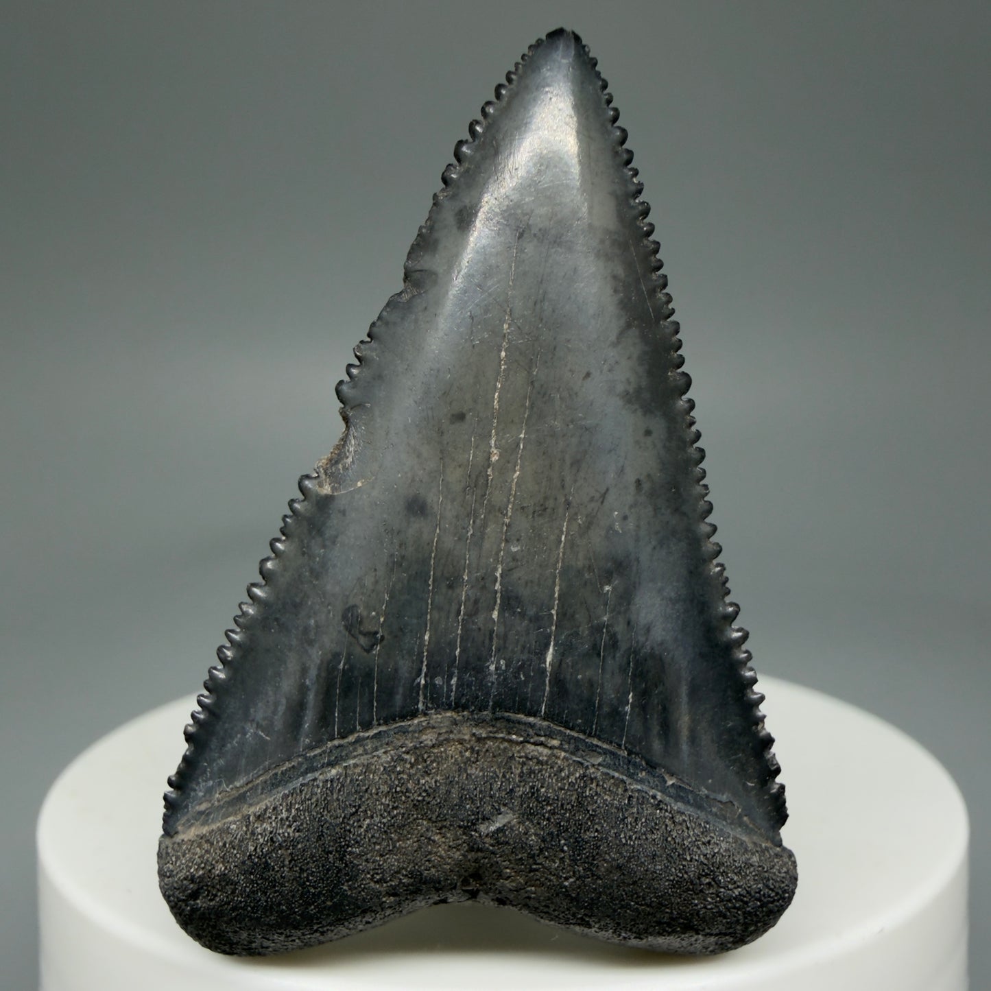 Front View Dark Colors, sharply serrated 1.93" Fossil Great White Tooth for Sale GW1269