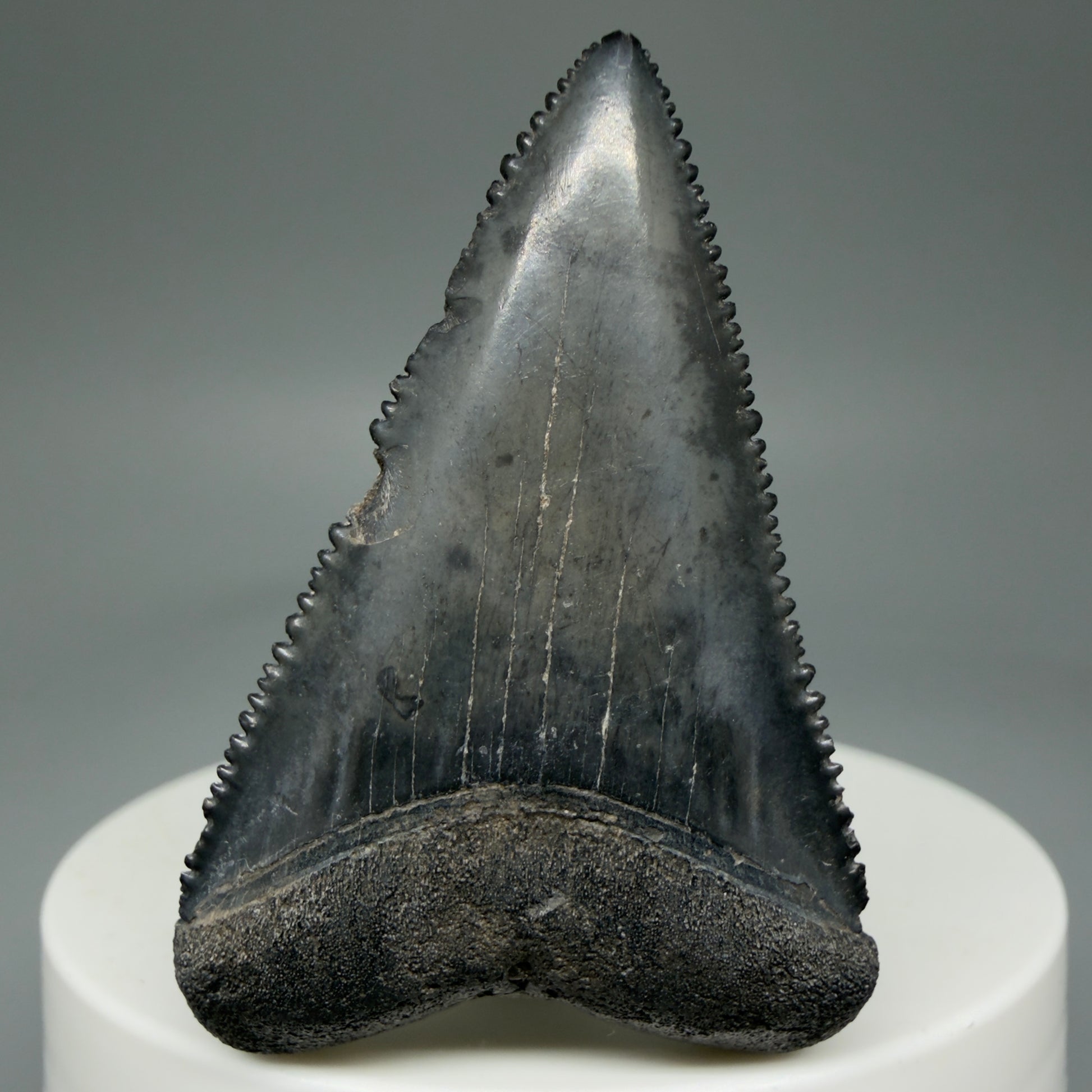 Front View Dark Colors, sharply serrated 1.93" Fossil Great White Tooth for Sale GW1269