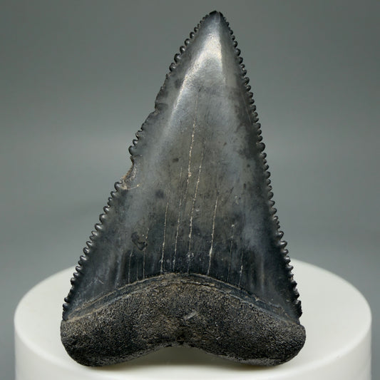 Front View Dark Colors, sharply serrated 1.93" Fossil Great White Tooth for Sale GW1269