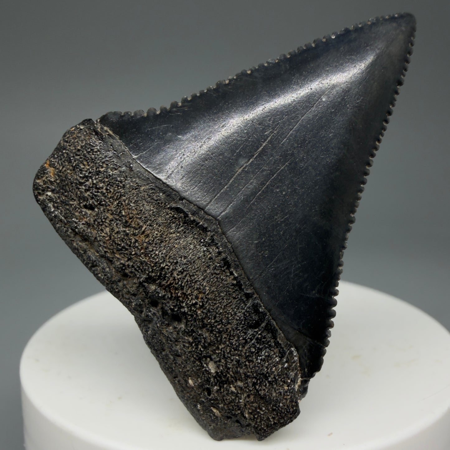 Front View Dark Colors, sharply serrated 1.95" Fossil Great White Tooth for Sale GW1277