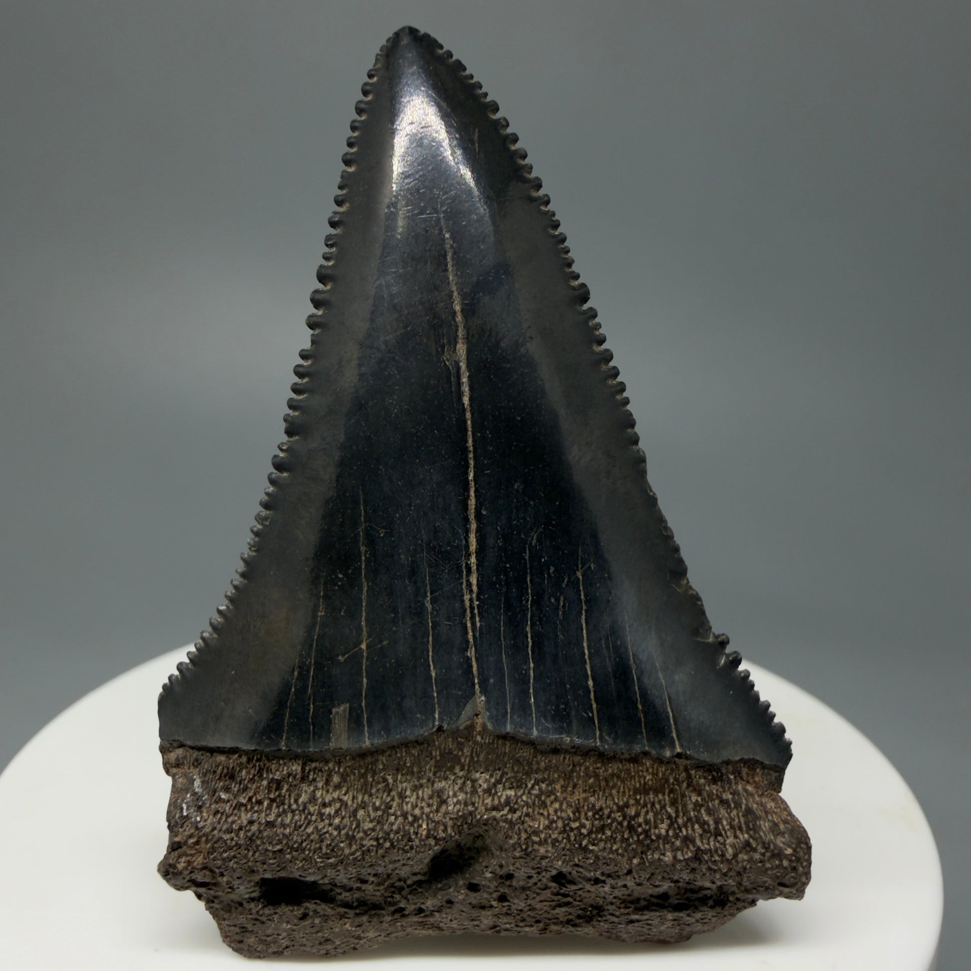 Front View Dark Colors, sharply serrated 2.22" Fossil Great White Tooth for Sale GW1244
