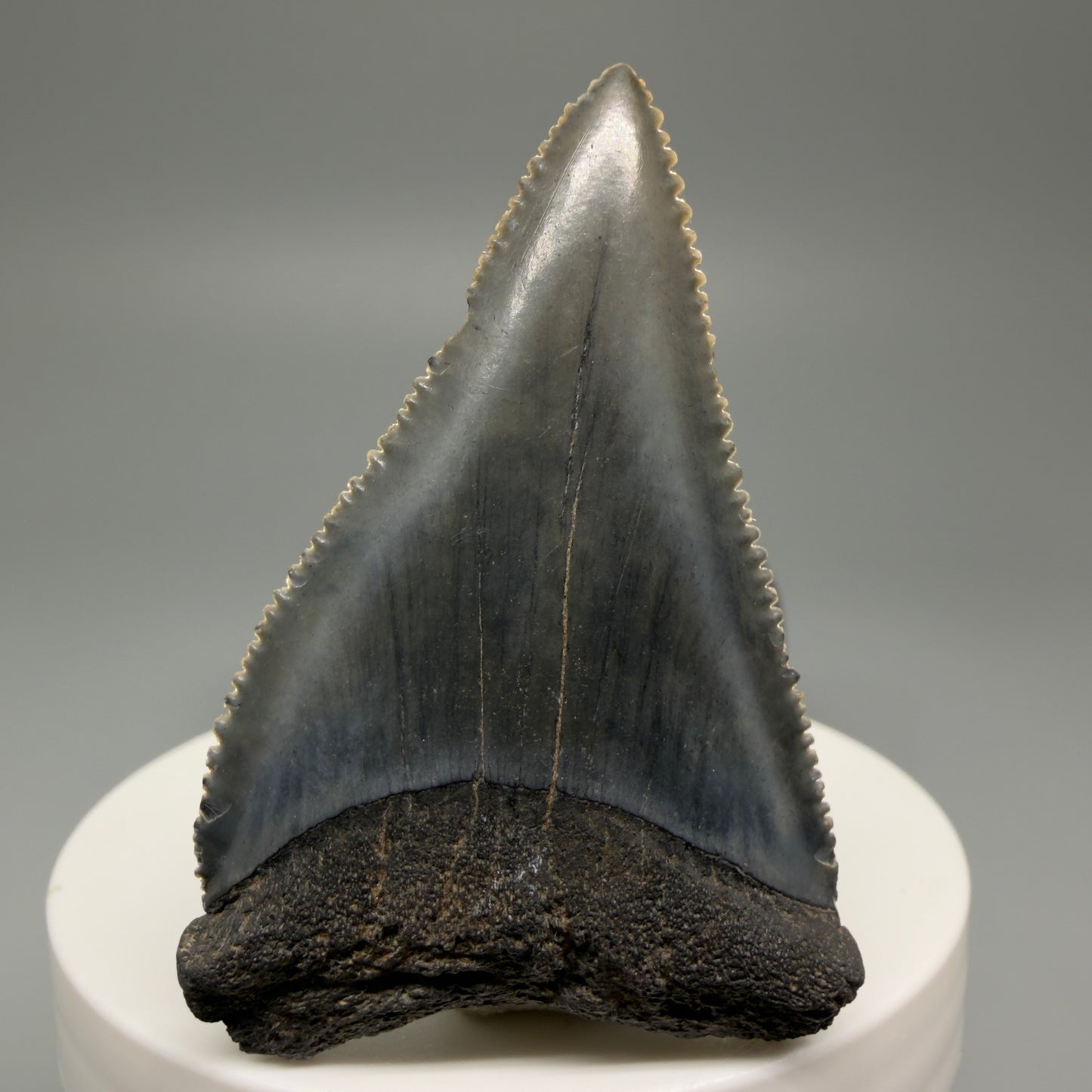 Front View Dark Colors, sharply serrated 2.23" Fossil Great White Tooth for Sale GW1252 