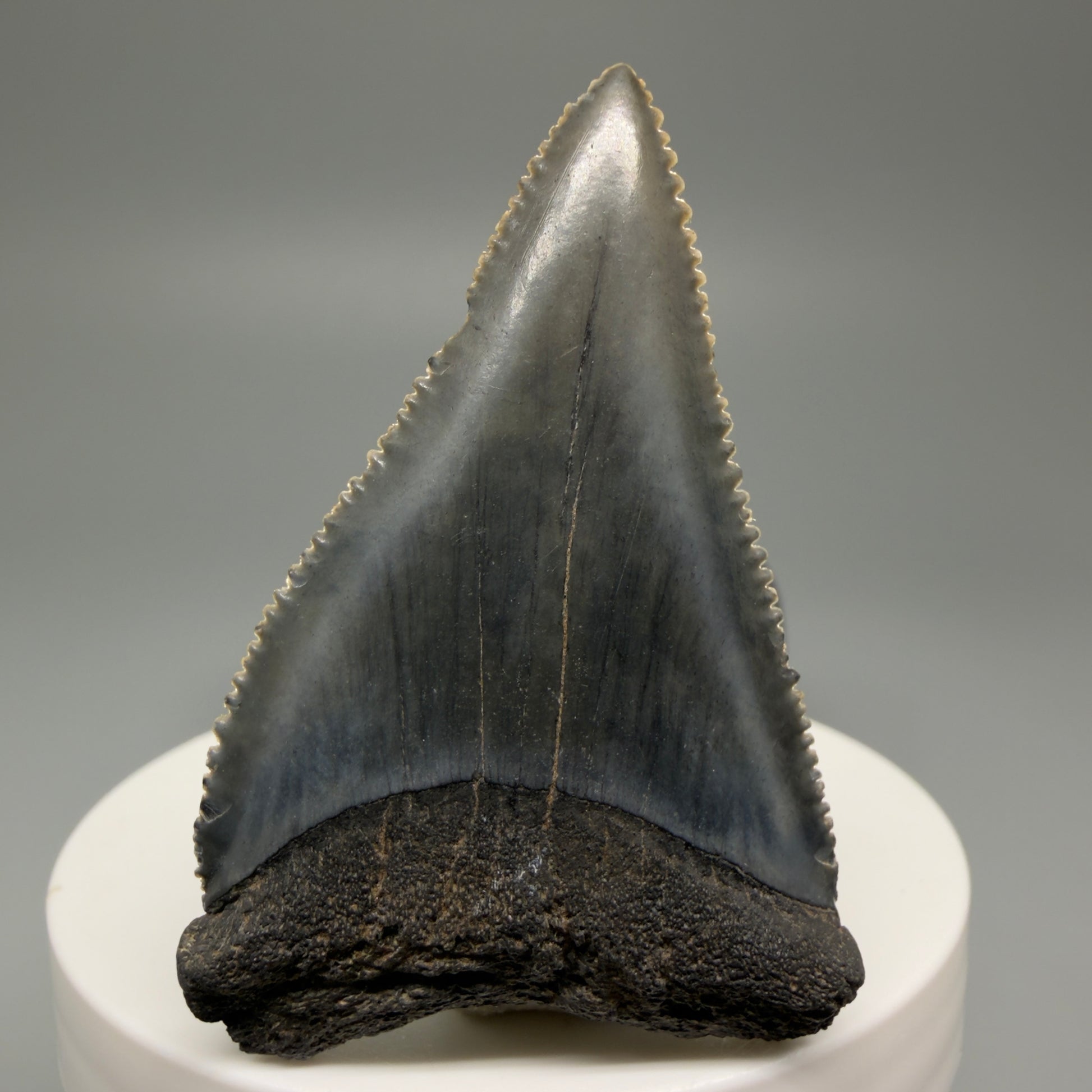 Front View Dark Colors, sharply serrated 2.23" Fossil Great White Tooth for Sale GW1252 