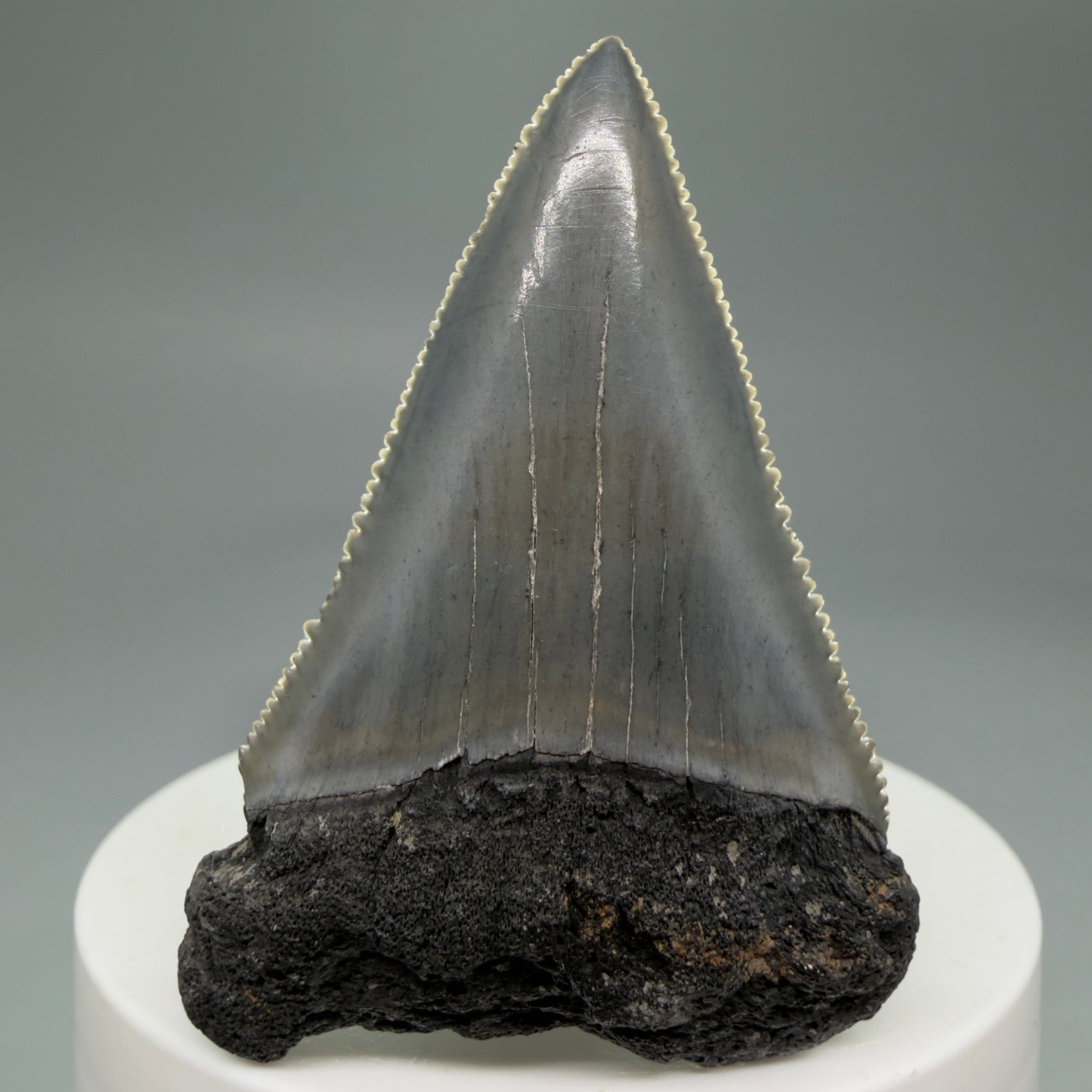 Front View Dark Colors, sharply serrated 2.23" Fossil Great White Tooth for Sale GW1278