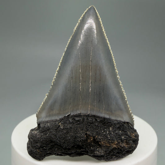 Front View Dark Colors, sharply serrated 2.23" Fossil Great White Tooth for Sale GW1278