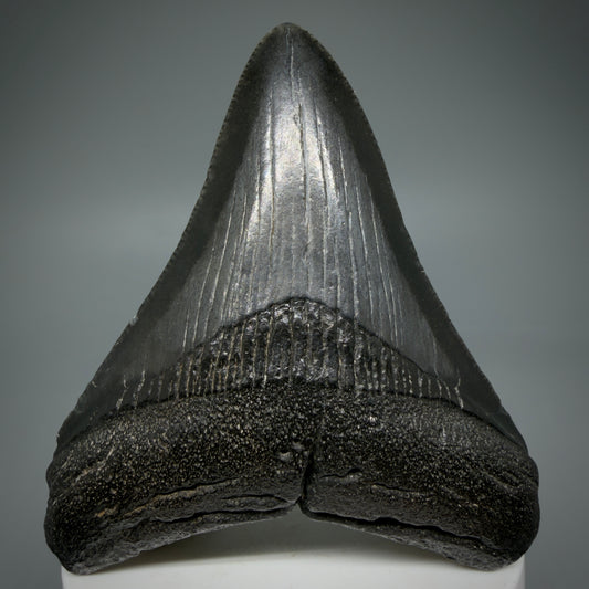 Front View Dark colored 3.20" Megalodon Tooth – Colorful Fossil Megalodon Tooth from South Carolina for Sale CM5944