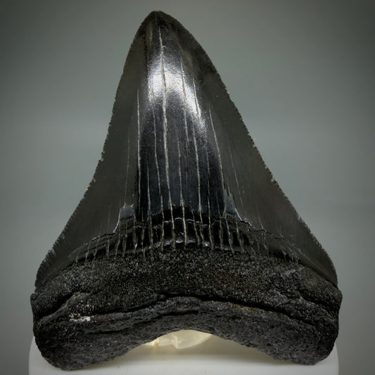 Front View Dark colored 3.24" Megalodon Tooth – Colorful Fossil Megalodon Tooth from South Carolina for Sale CM5919