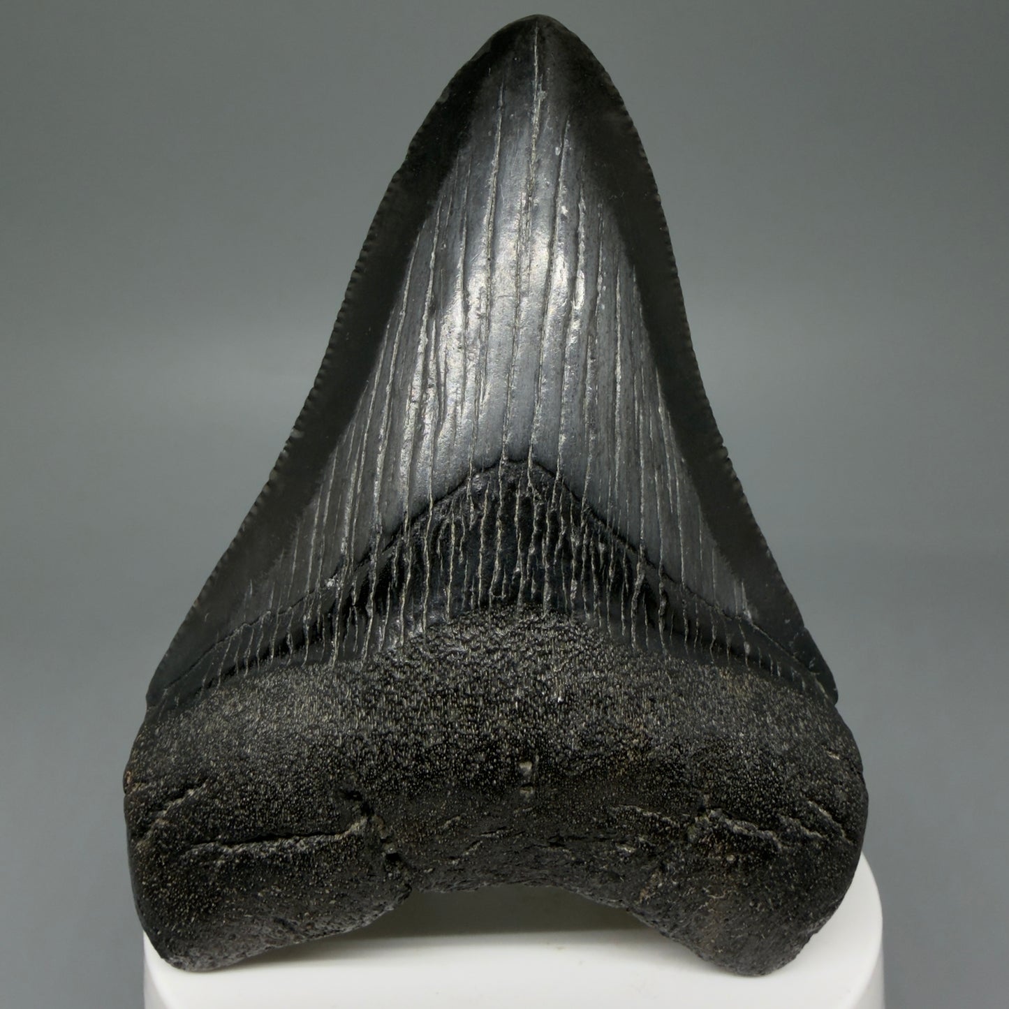 Front View Dark colored 3.37" Megalodon Tooth – Colorful Fossil Megalodon Tooth from South Carolina for Sale CM5946