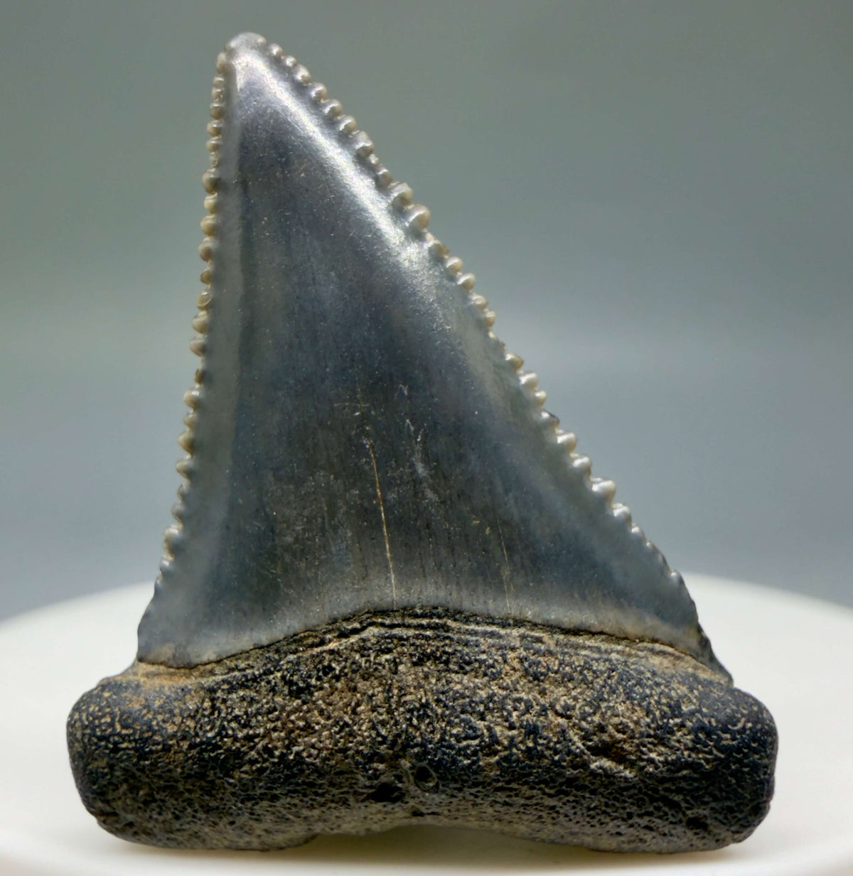 Front View Dark colors 1.35" Fossil Great White Shark Tooth - South Carolina megalodonteeth.com GW1400