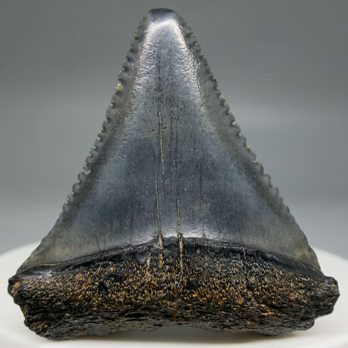 Front View Dark colors 1.47" Fossil Great White Shark Tooth - South Carolina megalodonteeth.com GW1385