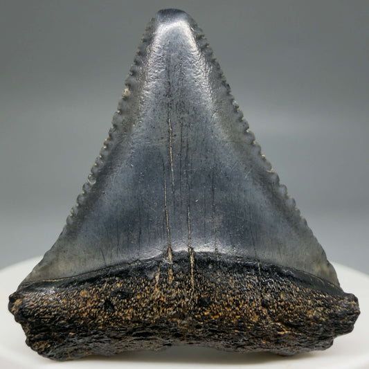 Front View Dark colors 1.47" Fossil Great White Shark Tooth - South Carolina megalodonteeth.com GW1385