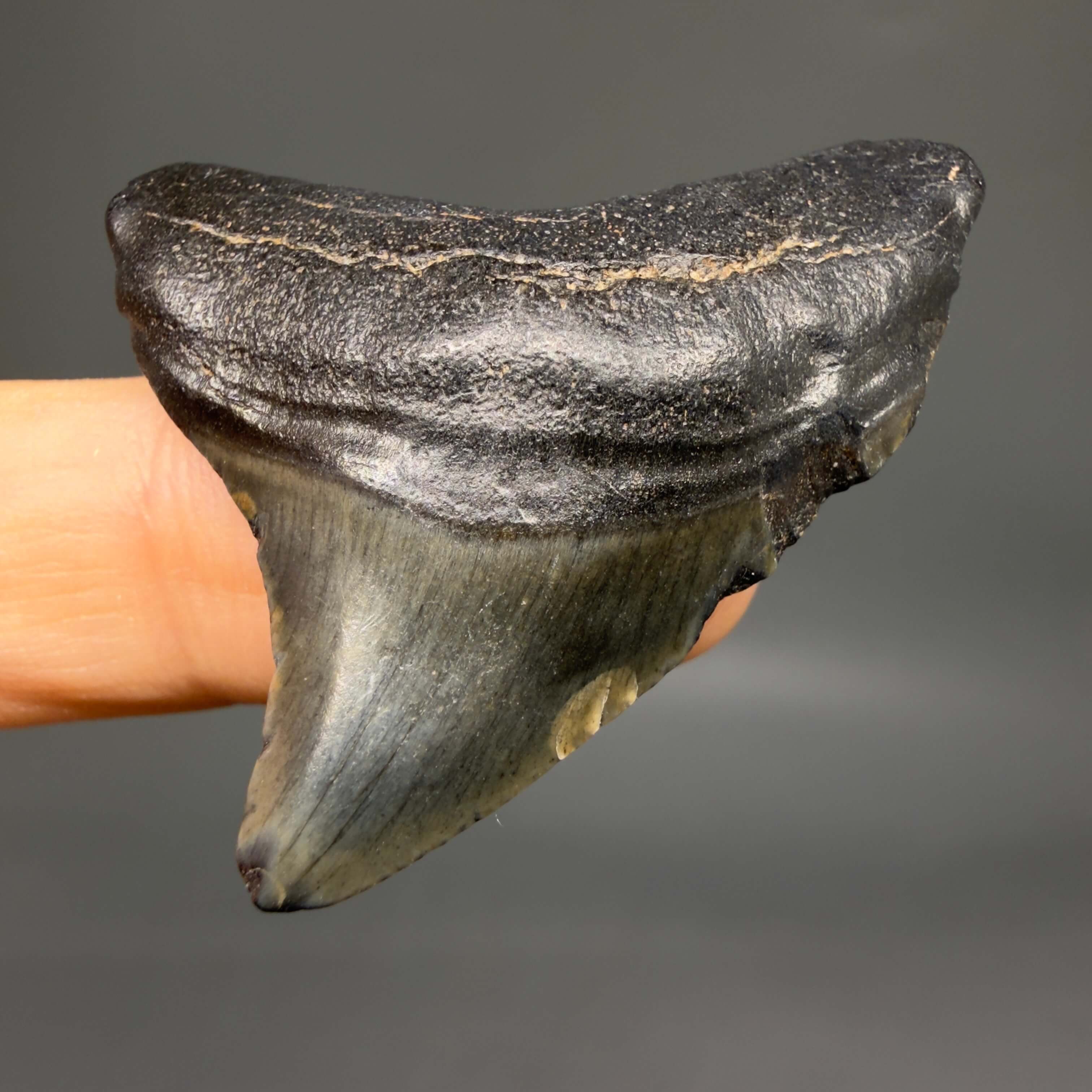 その他 Authentic 10-cm Megalodon Tooth Authentic Megalodon Teeth for Sale | MegalodonTeeth.com