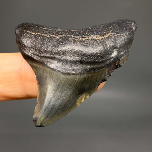 Front View Dark colors 1.67" Fossil Megalodon Tooth – South Carolina River Find | Authentic megalodonteeth.com CM6680
