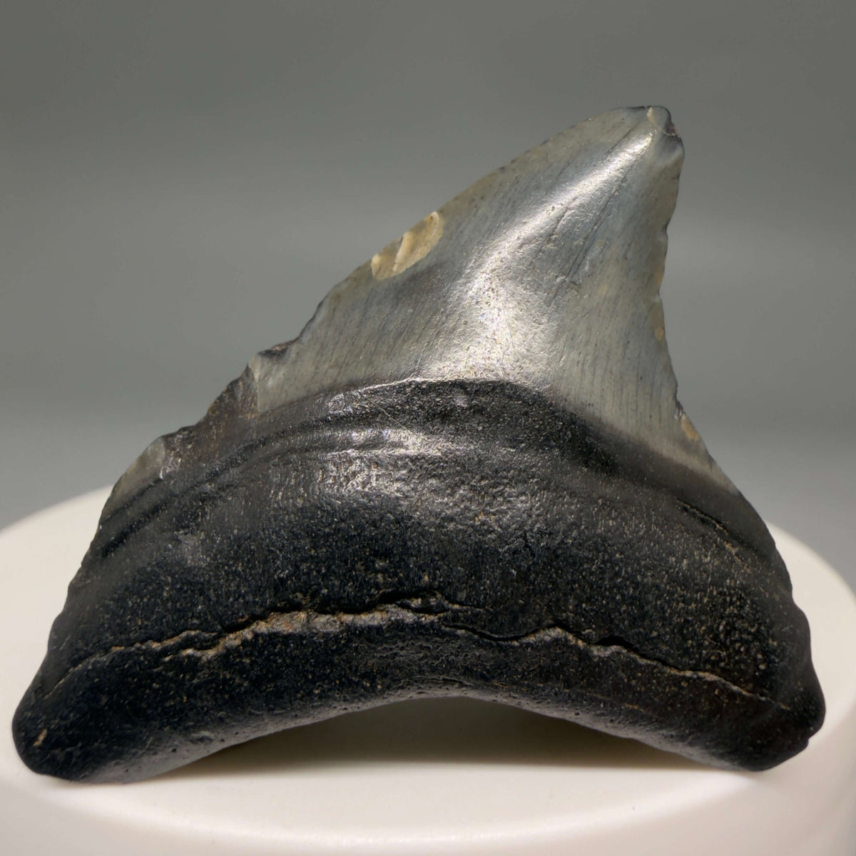 Front View Dark colors 1.67" Fossil Megalodon Tooth – South Carolina River Find | Authentic megalodonteeth.com CM6680 - 1