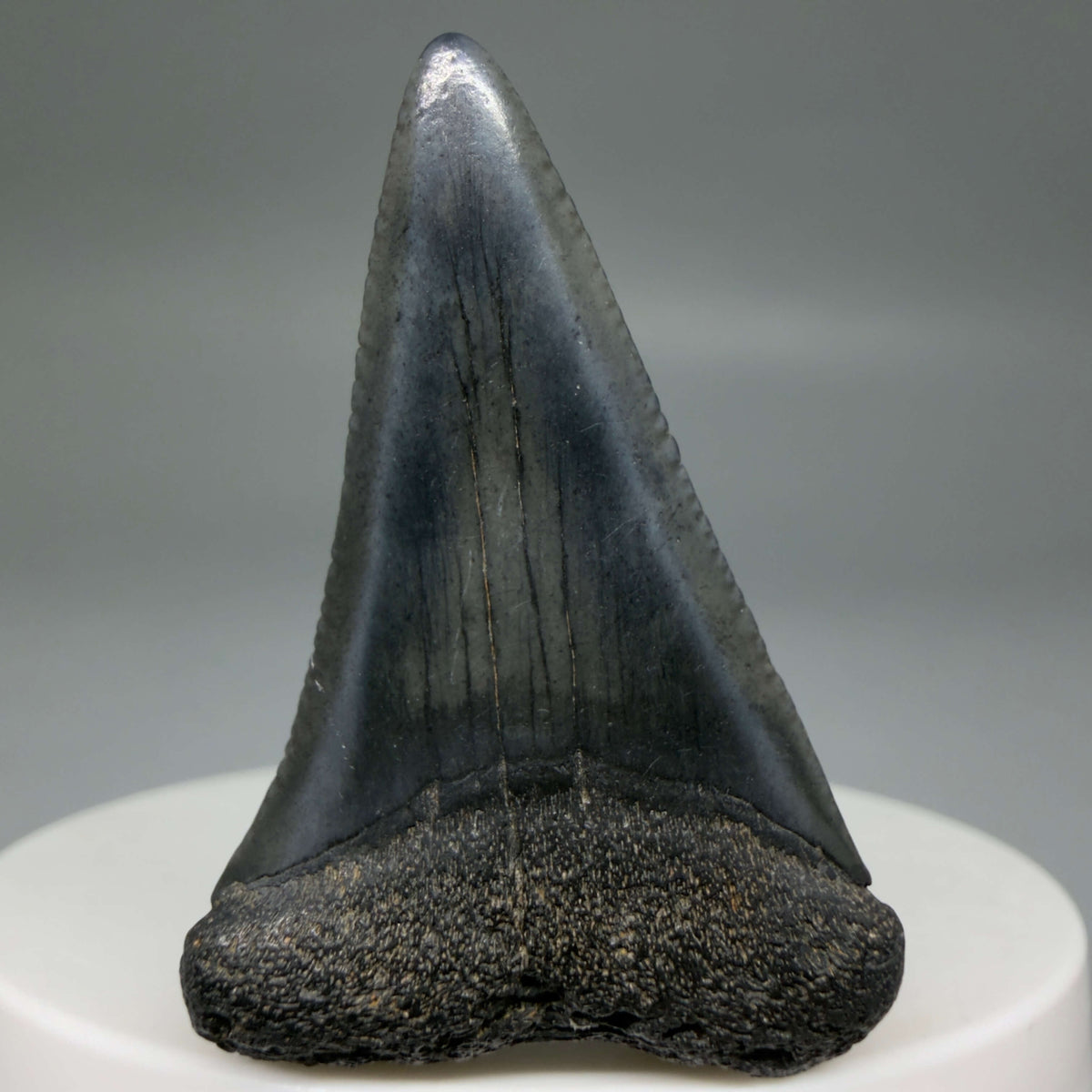 Front View Dark colors 1.72" Fossil Great White Shark Tooth - South Carolina megalodonteeth.com GW1387