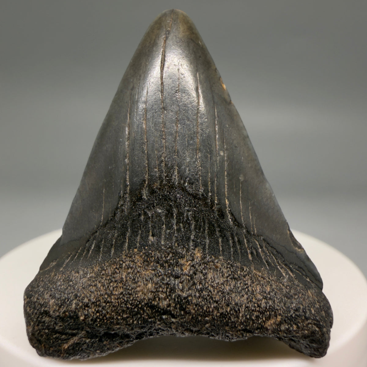 Front View Dark colors 1.77" Colorful Fossil Megalodon Tooth – South Carolina River Find | Authentic megalodonteeth.com CM6682