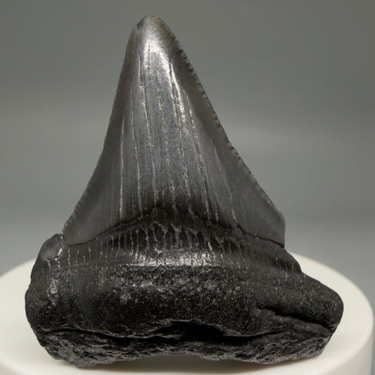 Front View Dark colors 1.82" Colorful Fossil Megalodon Tooth – South Carolina River Find | Authentic megalodonteeth.com CM6725