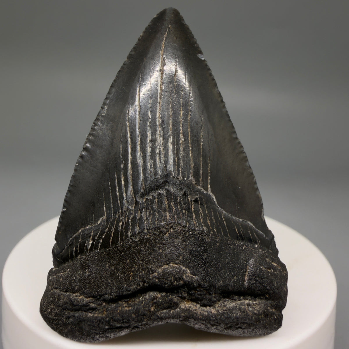 Front View Dark colors 2.09" Colorful Fossil Megalodon Tooth – South Carolina River Find | Authentic megalodonteeth.com CM6724