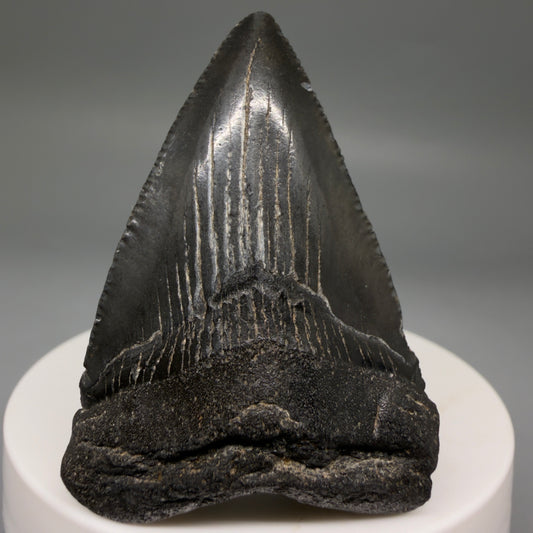 Front View Dark colors 2.09" Colorful Fossil Megalodon Tooth – South Carolina River Find | Authentic megalodonteeth.com CM6724