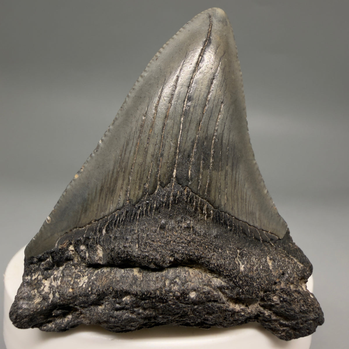 Front View Dark colors 2.33" Colorful Fossil Megalodon Tooth – South Carolina River Find | Authentic megalodonteeth.com CM6695