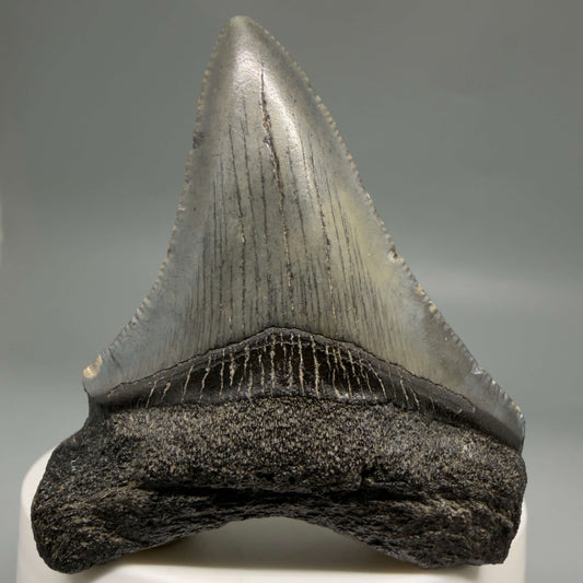 Front View Dark colors 2.35" Fossil Megalodon Tooth – South Carolina River Find | Authentic megalodonteeth.com CM6691