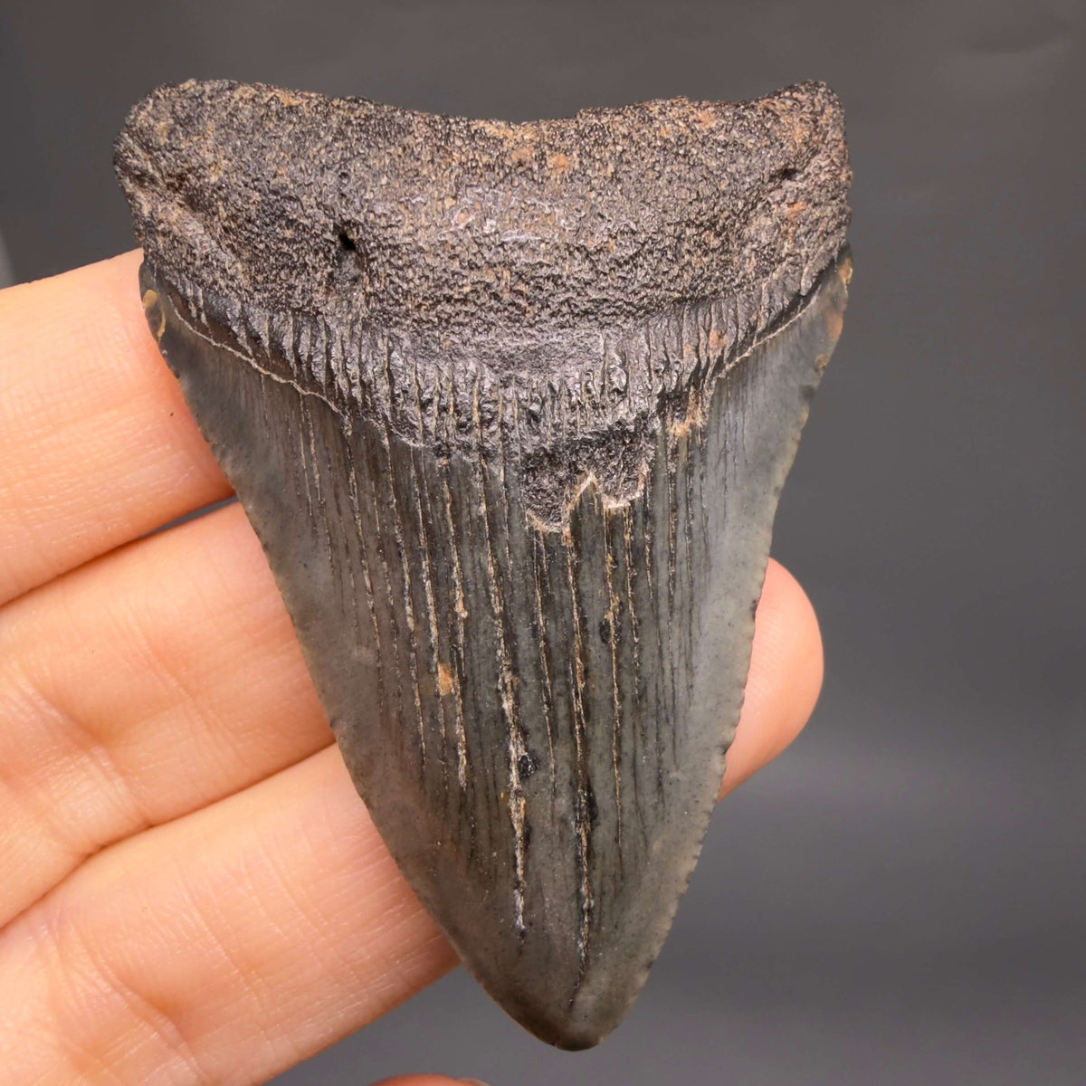 Front View Dark colors 2.37" Fossil Megalodon Tooth – South Carolina River Find | Authentic megalodonteeth.com CM6690