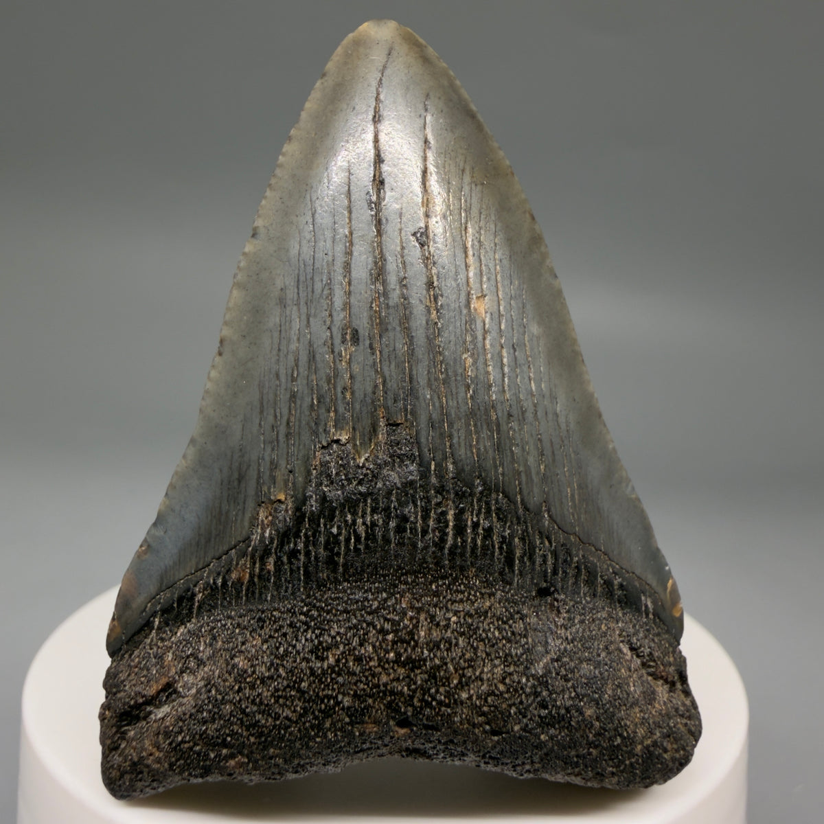 Front View Dark colors 2.37" Fossil Megalodon Tooth – South Carolina River Find | Authentic megalodonteeth.com CM6690 - 1