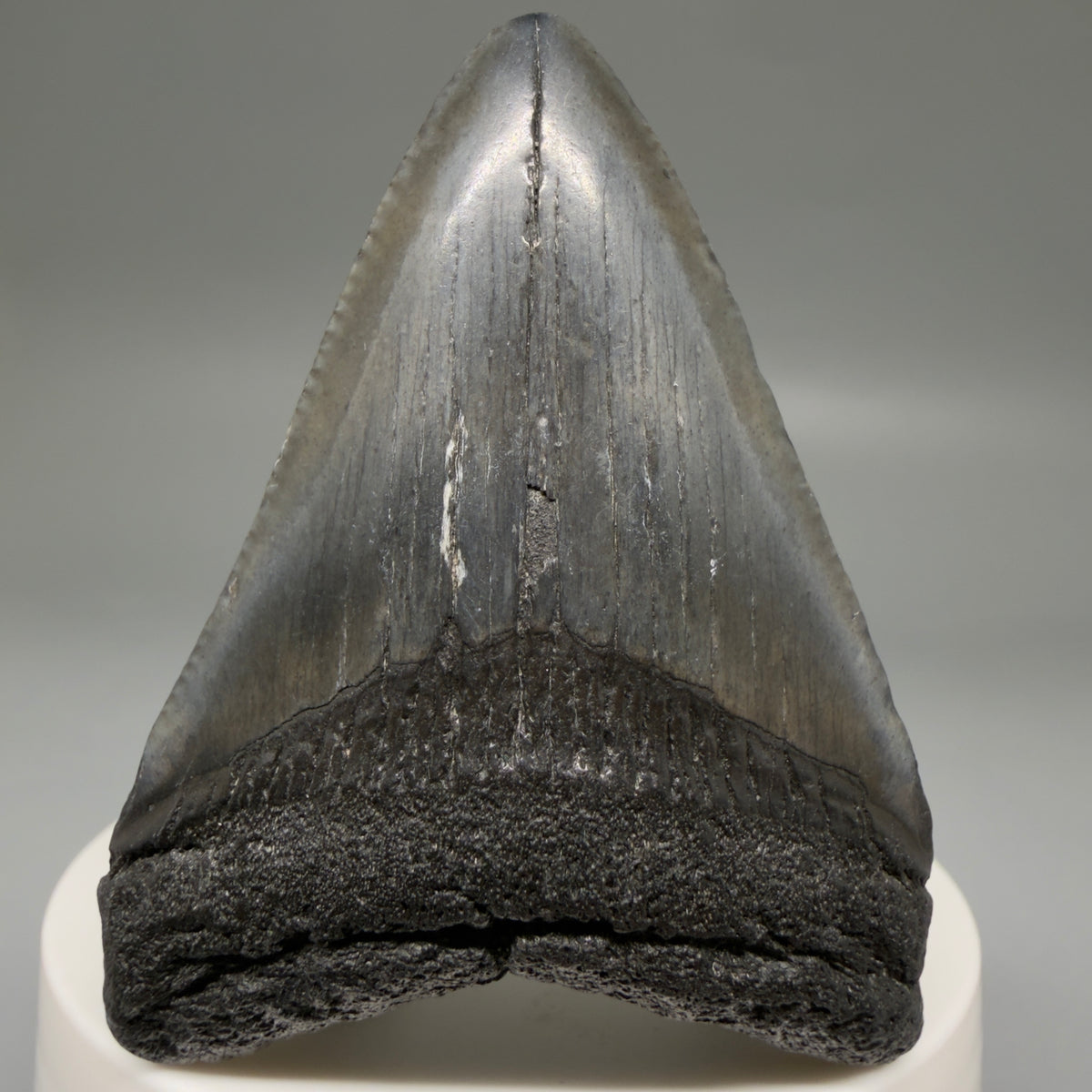 Front View Dark colors 2.46" Colorful Fossil Megalodon Tooth – South Carolina River Find | Authentic megalodonteeth.com CM6737