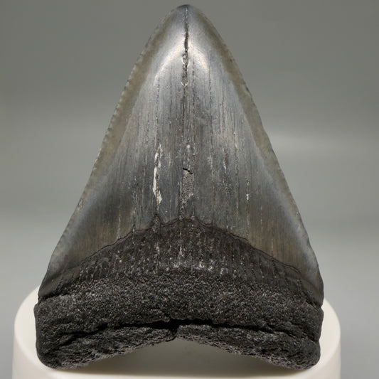Front View Dark colors 2.46" Colorful Fossil Megalodon Tooth – South Carolina River Find | Authentic megalodonteeth.com CM6737
