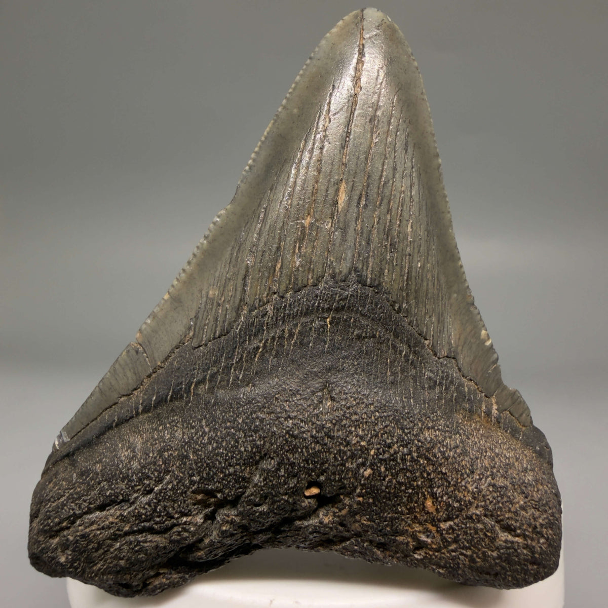 Front View Dark colors 2.66" Colorful Fossil Megalodon Tooth – South Carolina River Find | Authentic megalodonteeth.com CM6696