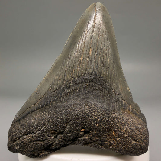 Front View Dark colors 2.66" Colorful Fossil Megalodon Tooth – South Carolina River Find | Authentic megalodonteeth.com CM6696