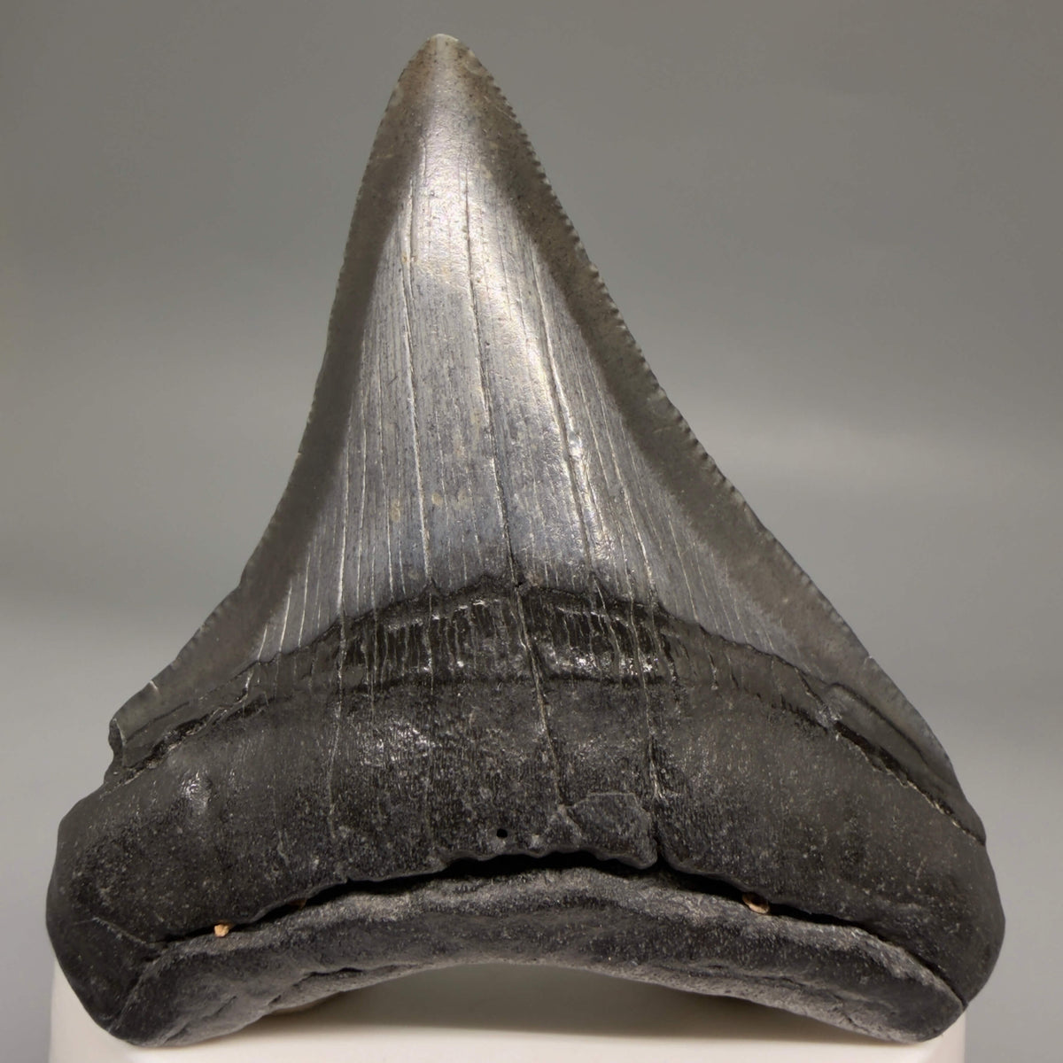 Front View Dark colors 2.74" Colorful Fossil Megalodon Tooth – South Carolina River Find | Authentic megalodonteeth.com CM6697
