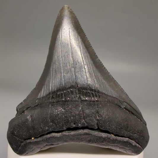 Front View Dark colors 2.74" Colorful Fossil Megalodon Tooth – South Carolina River Find | Authentic megalodonteeth.com CM6697