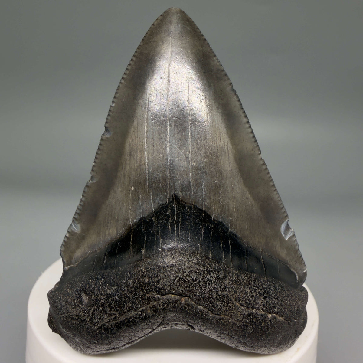 Front View Dark colors 2.74" Colorful Fossil Megalodon Tooth – South Carolina River Find | Authentic megalodonteeth.com CM6698
