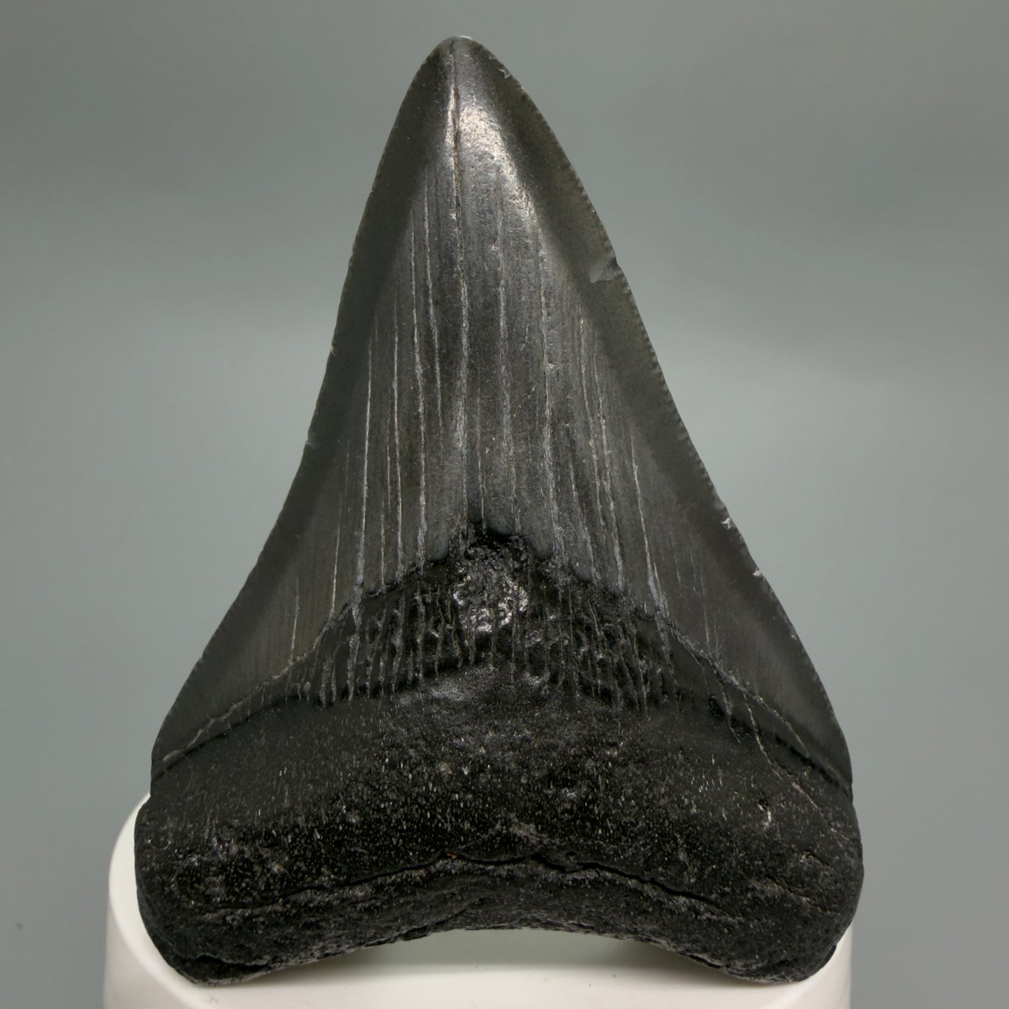 Front View Dark colors 3.00" Megalodon Tooth from South Carolina CM6246