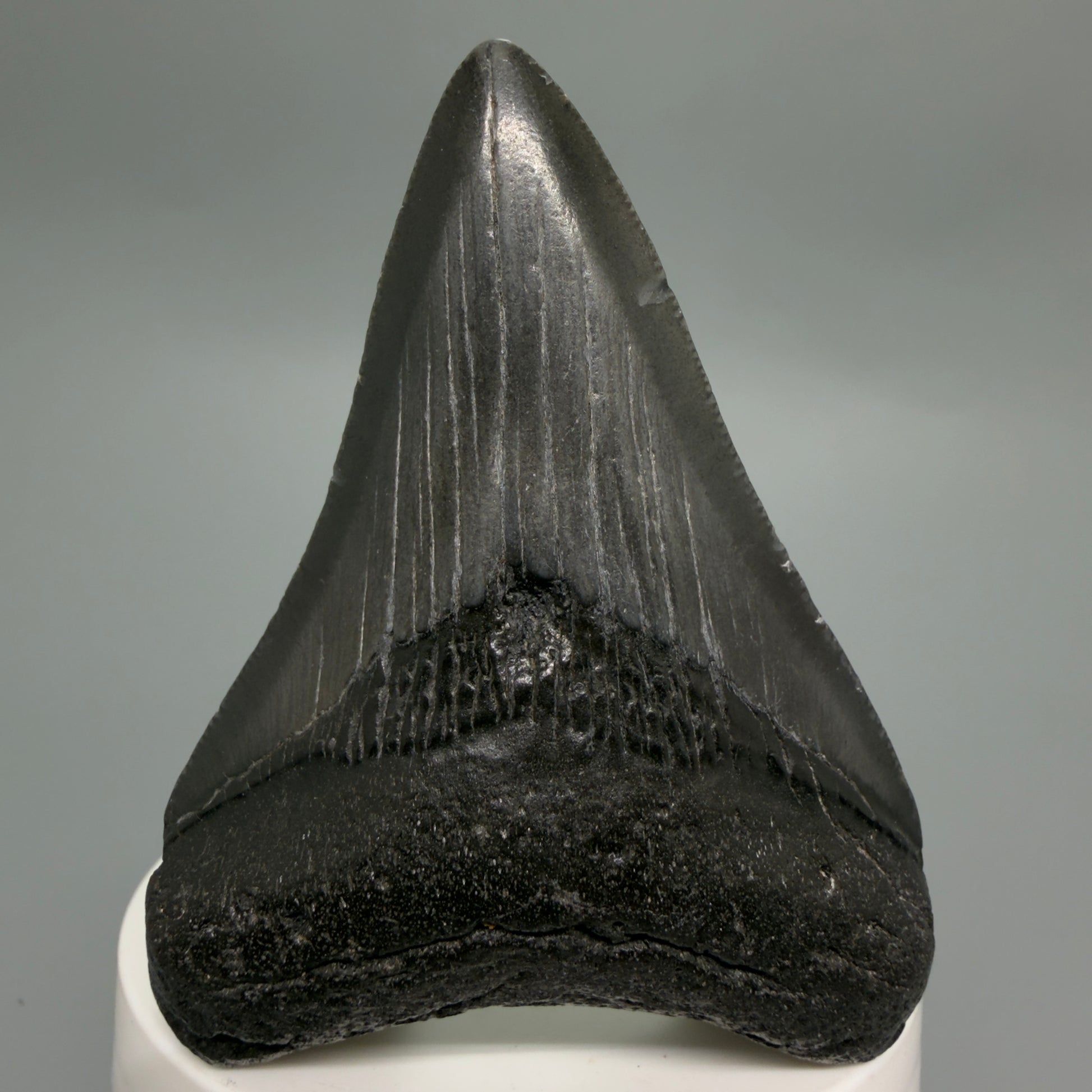 Front View Dark colors 3.00" Megalodon Tooth from South Carolina CM6246