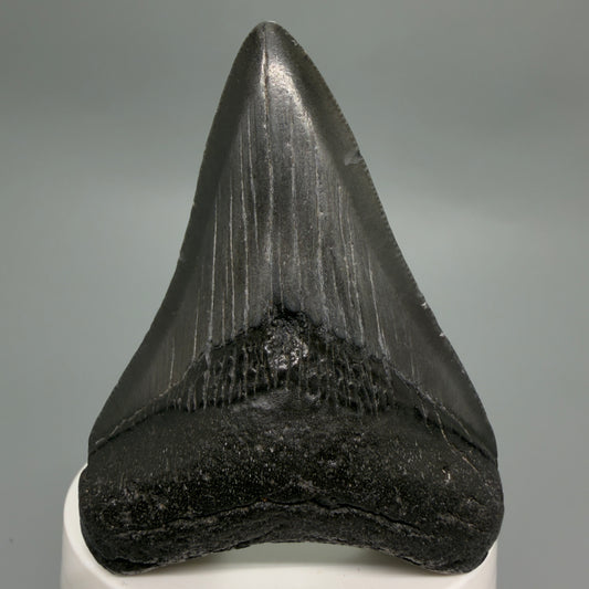 Front View Dark colors 3.00" Megalodon Tooth from South Carolina CM6246
