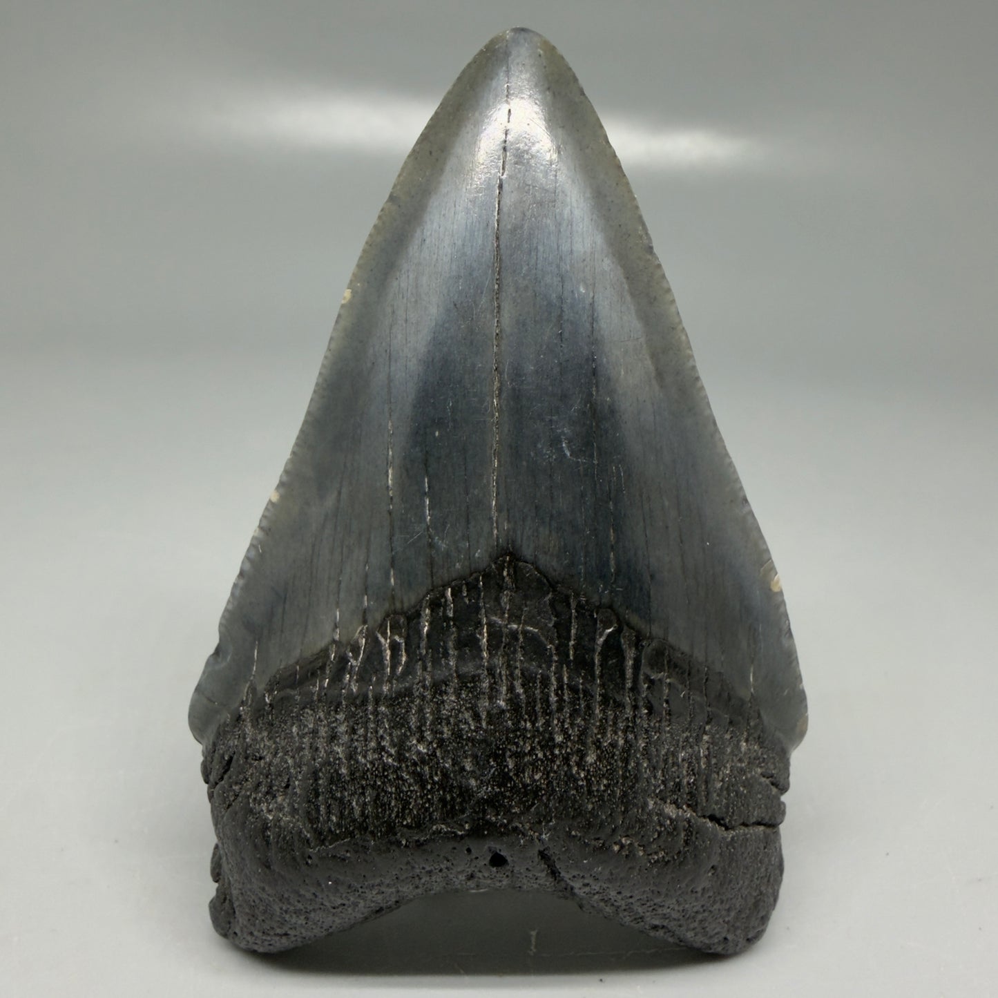 Front View Dark colors 3.20" Megalodon Tooth from South Carolina CM6101