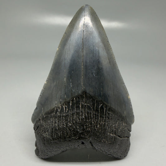 Front View Dark colors 3.20" Megalodon Tooth from South Carolina CM6101