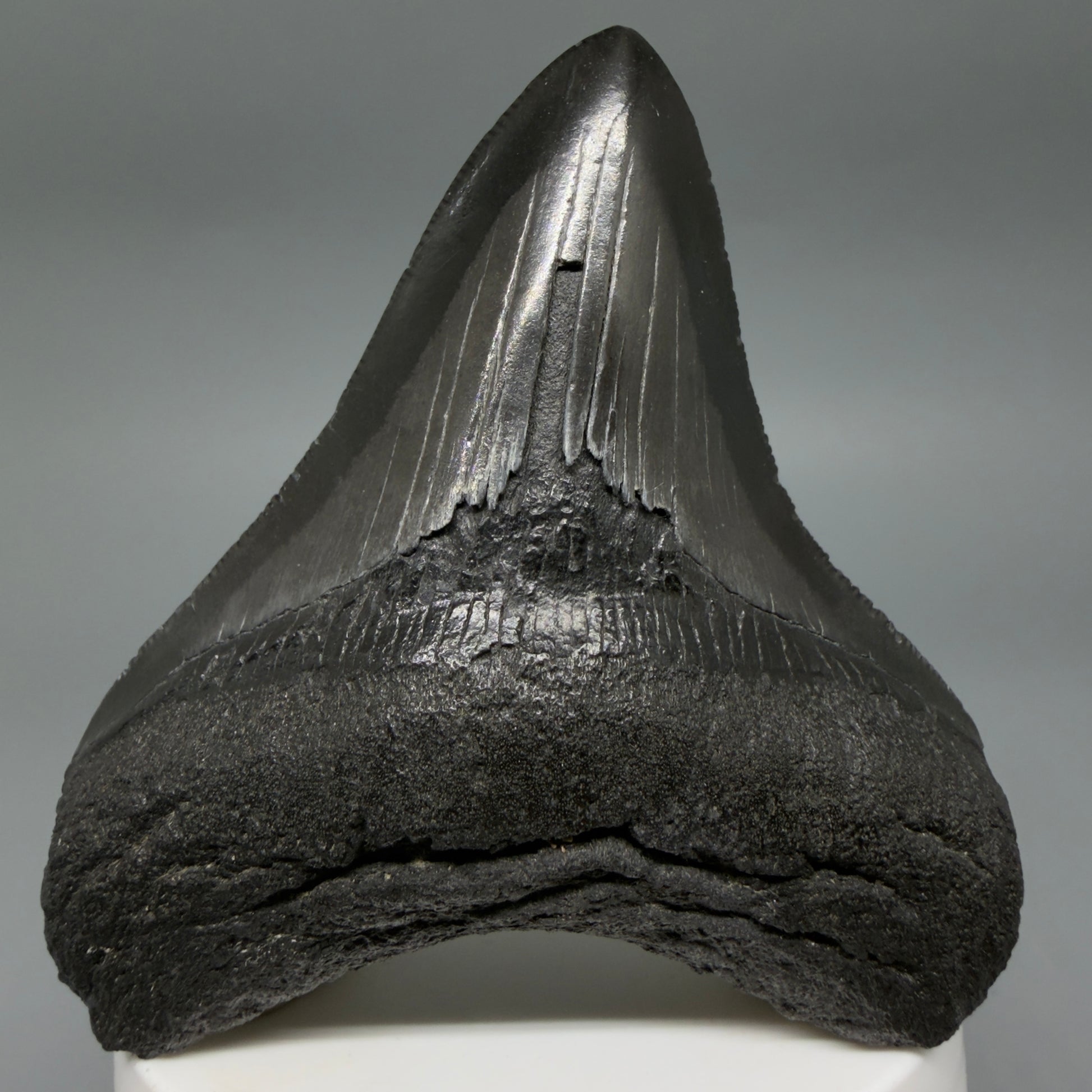 Front View Dark colors 3.20" Megalodon Tooth from South Carolina CM6403