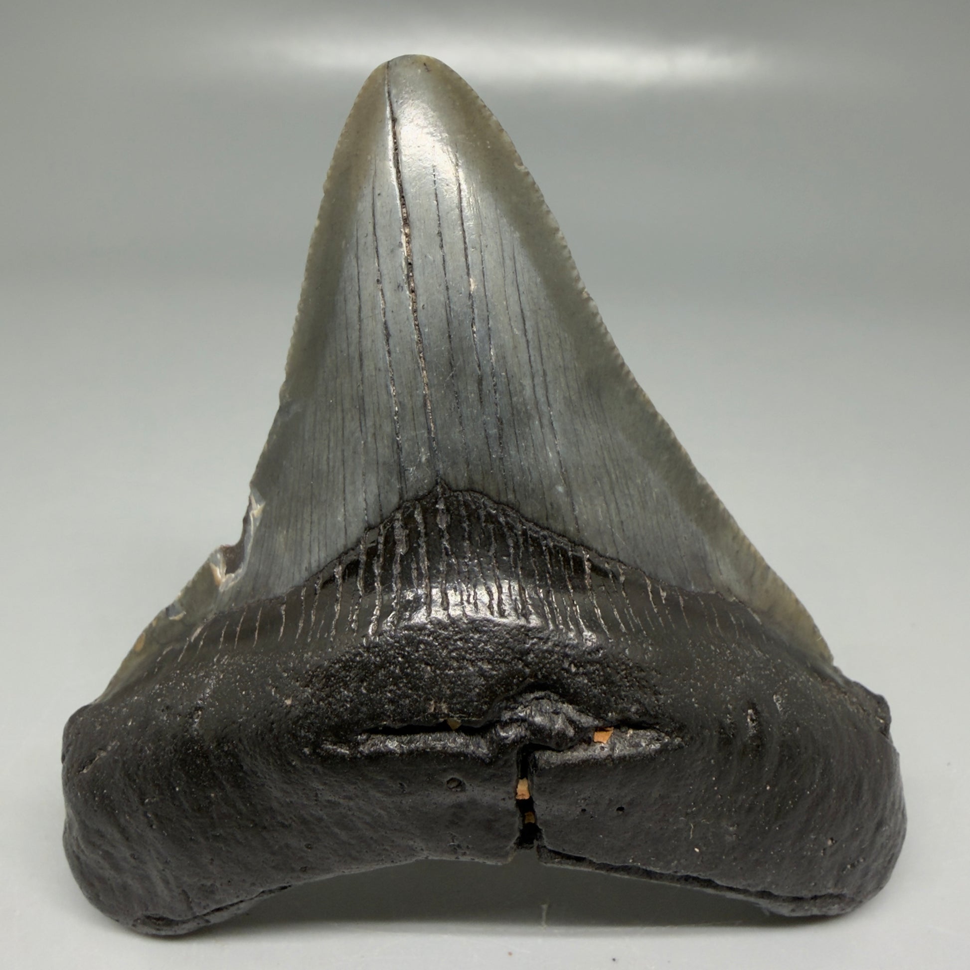 Front View Dark colors 3.21" Megalodon Tooth from South Carolina CM6102