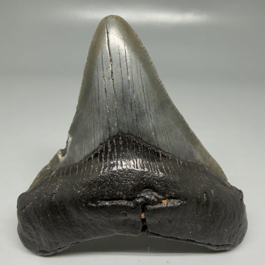 Front View Dark colors 3.21" Megalodon Tooth from South Carolina CM6102