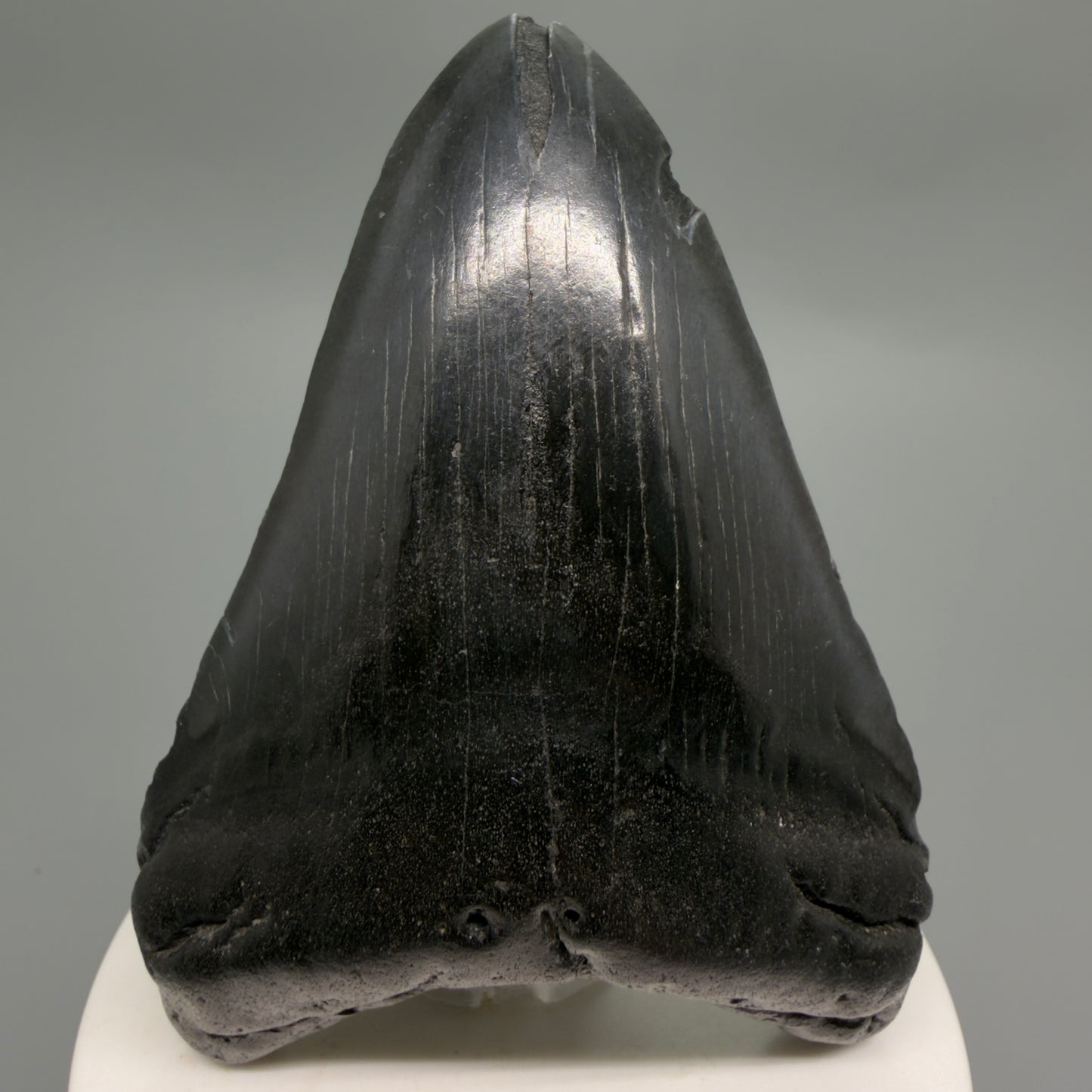 Front View Dark colors 3.28" Megalodon Tooth from South Carolina CM6249