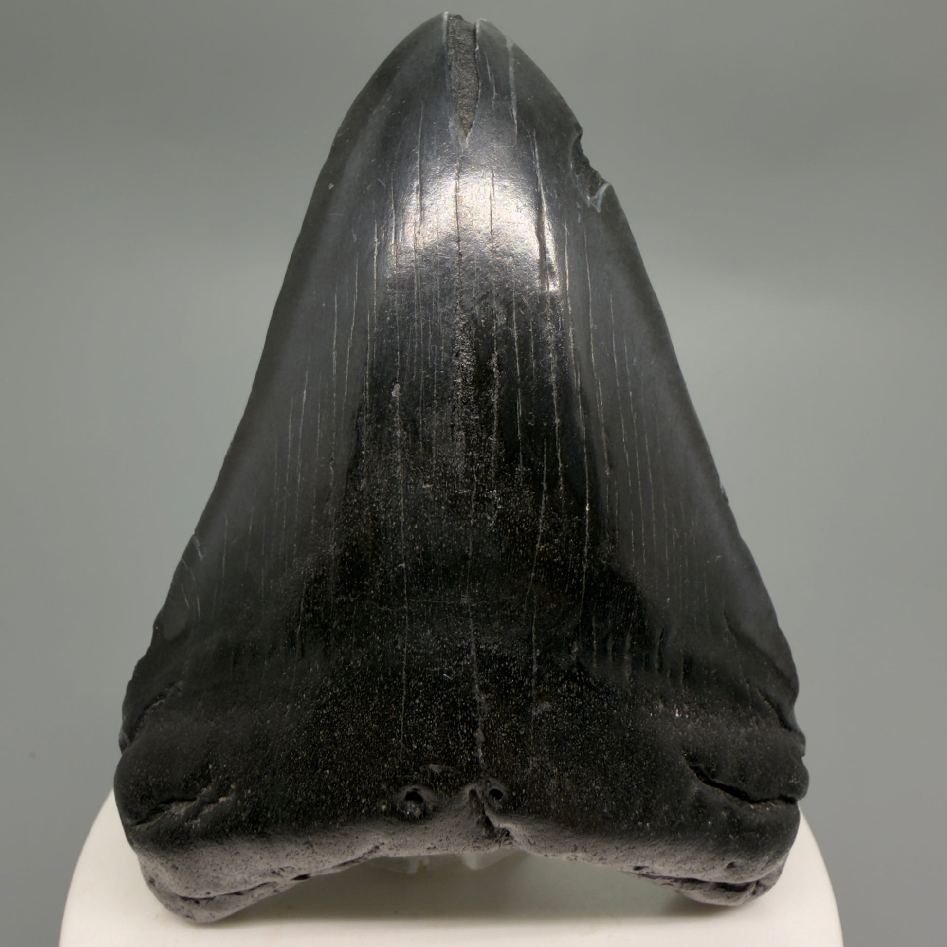 Front View Dark colors 3.28" Megalodon Tooth from South Carolina CM6249