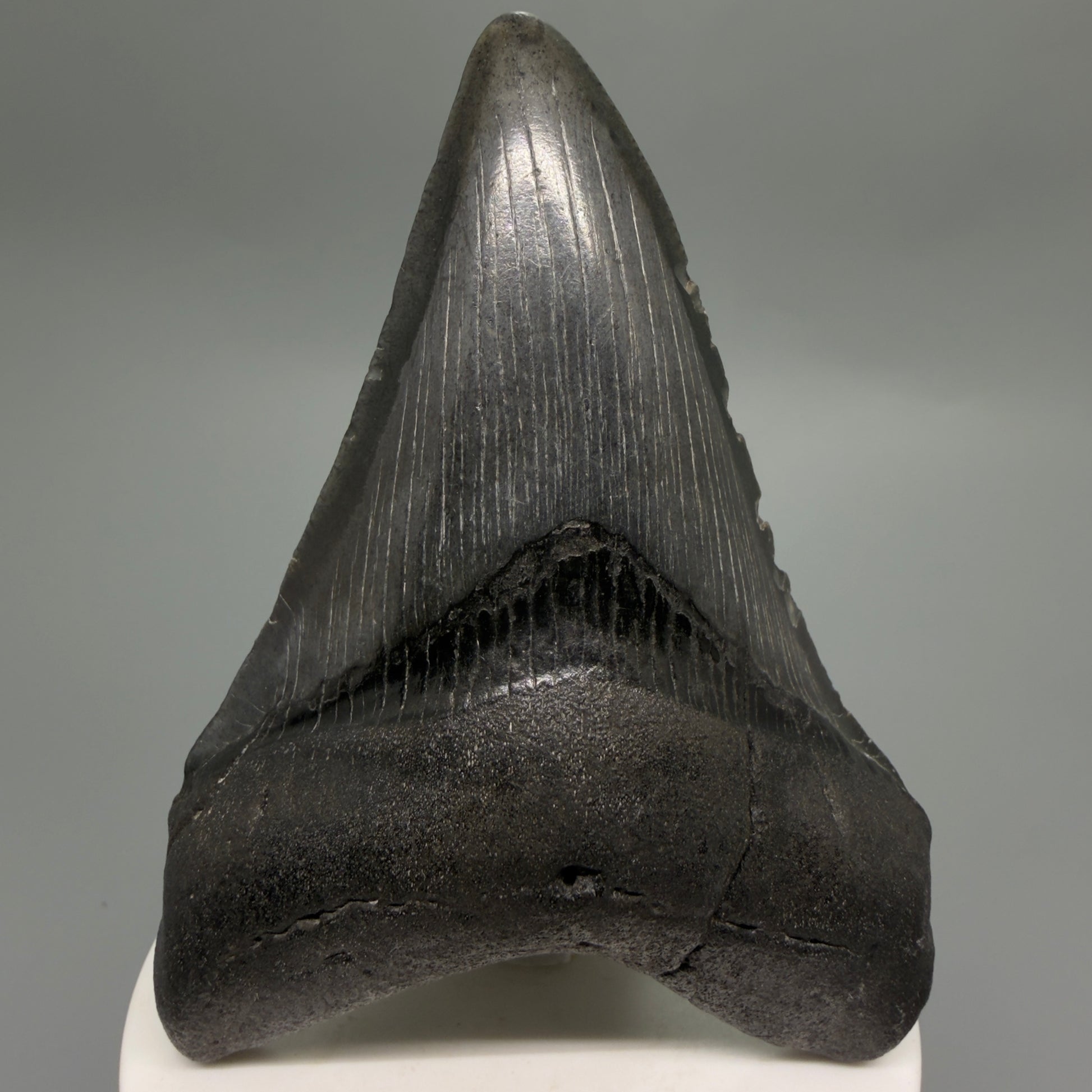 Front View Dark colors 3.58" Megalodon Tooth from South Carolina CM6251