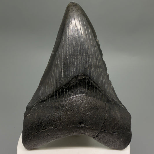 Front View Dark colors 3.58" Megalodon Tooth from South Carolina CM6251