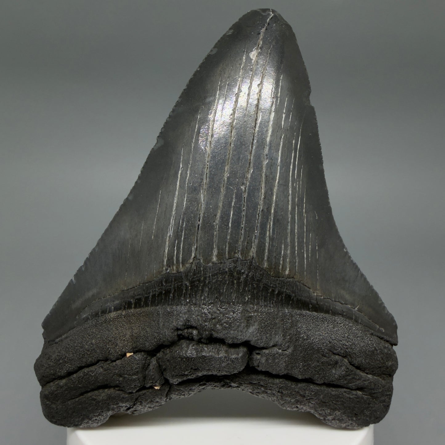 Front View Dark colors 3.61" Megalodon Tooth from South Carolina CM6410
