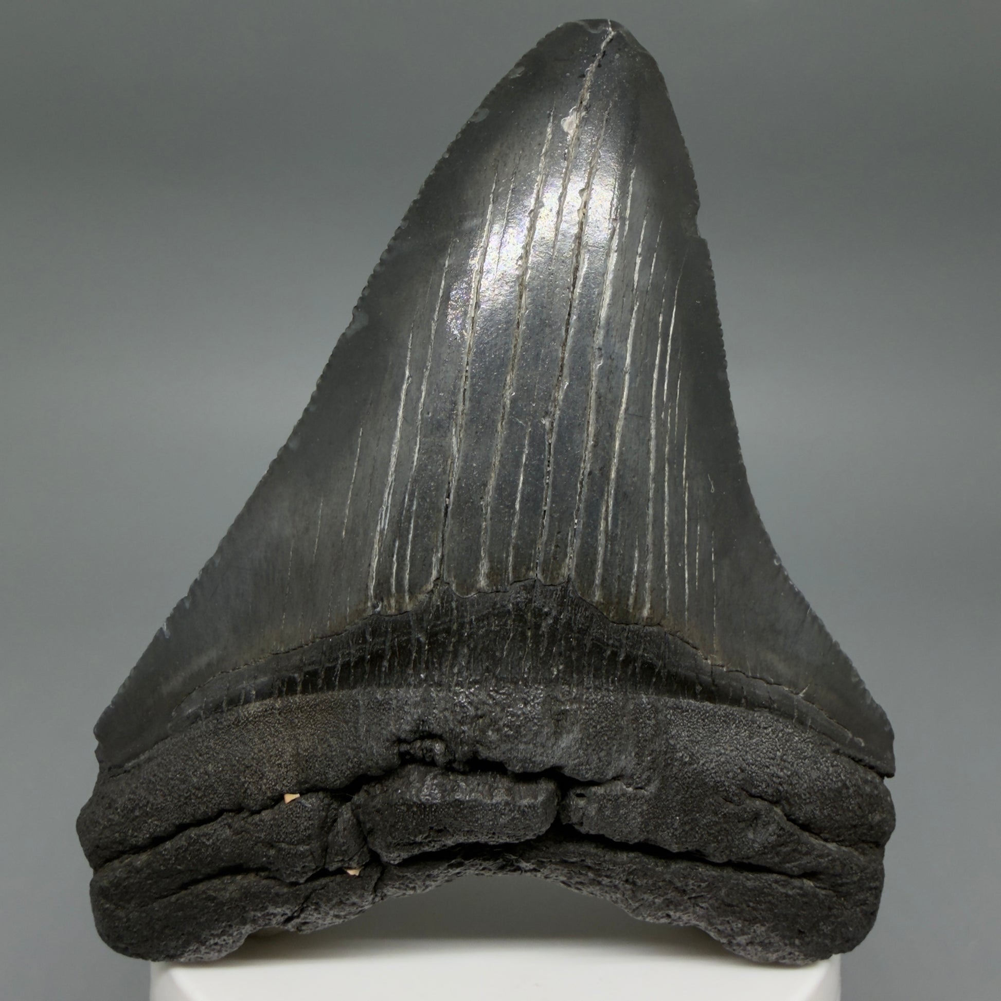 Front View Dark colors 3.61" Megalodon Tooth from South Carolina CM6410